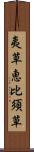 夷草 Scroll