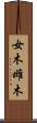 女木 Scroll