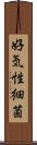 好気性細菌 Scroll