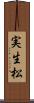 実生松 Scroll
