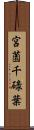 宮薗千碌葉 Scroll