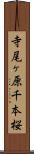 寺尾ヶ原千本桜 Scroll