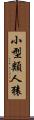 小型類人猿 Scroll