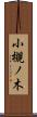 小槻ノ木 Scroll