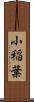 小稲葉 Scroll