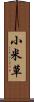 小米草 Scroll