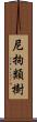 尼拘類樹 Scroll