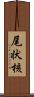 尾状核 Scroll