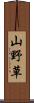 山野草 Scroll