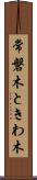 常磐木 Scroll