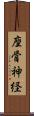座骨神経 Scroll