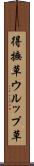 得撫草 Scroll