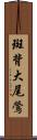 斑背大尾鶯 Scroll