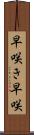 早咲き Scroll