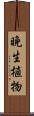 晩生植物 Scroll