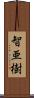 智亜樹 Scroll