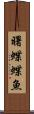 曙蝶蝶魚 Scroll