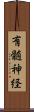 有髄神経 Scroll