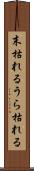 末枯れる Scroll