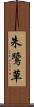 朱鷺草 Scroll
