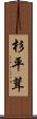 杉平茸 Scroll