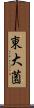 東大薗 Scroll