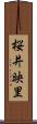 桜井映里 Scroll