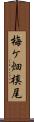 梅ケ畑槙尾 Scroll