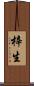 梓生 Scroll