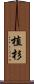 植杉 Scroll