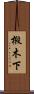 椴木下 Scroll