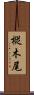 樅木尾 Scroll