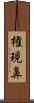 権現鼻 Scroll