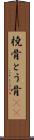 橈骨 Scroll