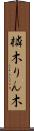 橉木 Scroll