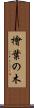 檜葉の木 Scroll