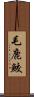 毛鹿鮫 Scroll