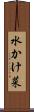 水かけ菜 Scroll