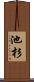 池杉 Scroll