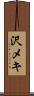 沢メキ Scroll
