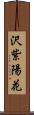 沢紫陽花 Scroll