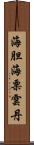 海胆 Scroll
