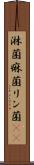 淋菌 Scroll