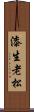 漆生老松 Scroll