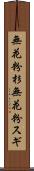 無花粉杉 Scroll