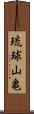 琉球山亀 Scroll