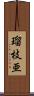 瑠枝亜 Scroll