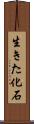 生きた化石 Scroll