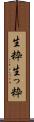 生粋 Scroll