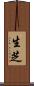 生芝 Scroll